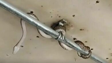Snake slithers through Bangkok bus, leaves lotto lovers hissss-terical over missing digits