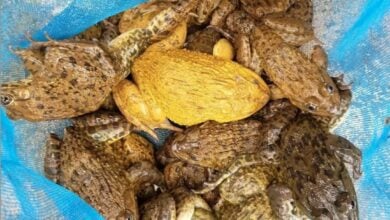 Rayong’s frog-tunate discovery: Residents hop on golden toad’s good luck