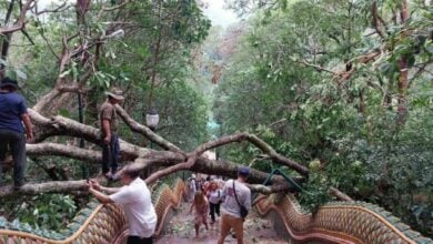 Rare strong winds topple tree at Doi Suthep temple, causing panic among visitors