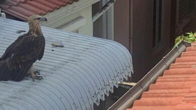 Large seabird finds refuge on Nonthaburi roof