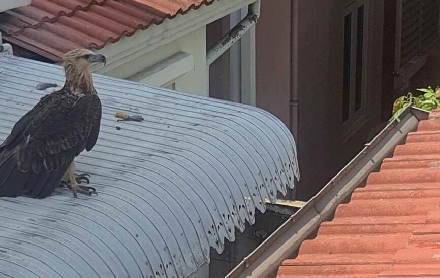 Large seabird finds refuge on Nonthaburi roof