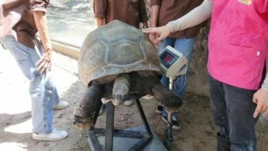 Khon Kaen zoo conducts health check on giant turtles as breeding season ends