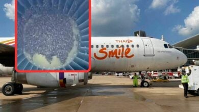 Swarm of giant honey bees cause chaos at Thailand airport
