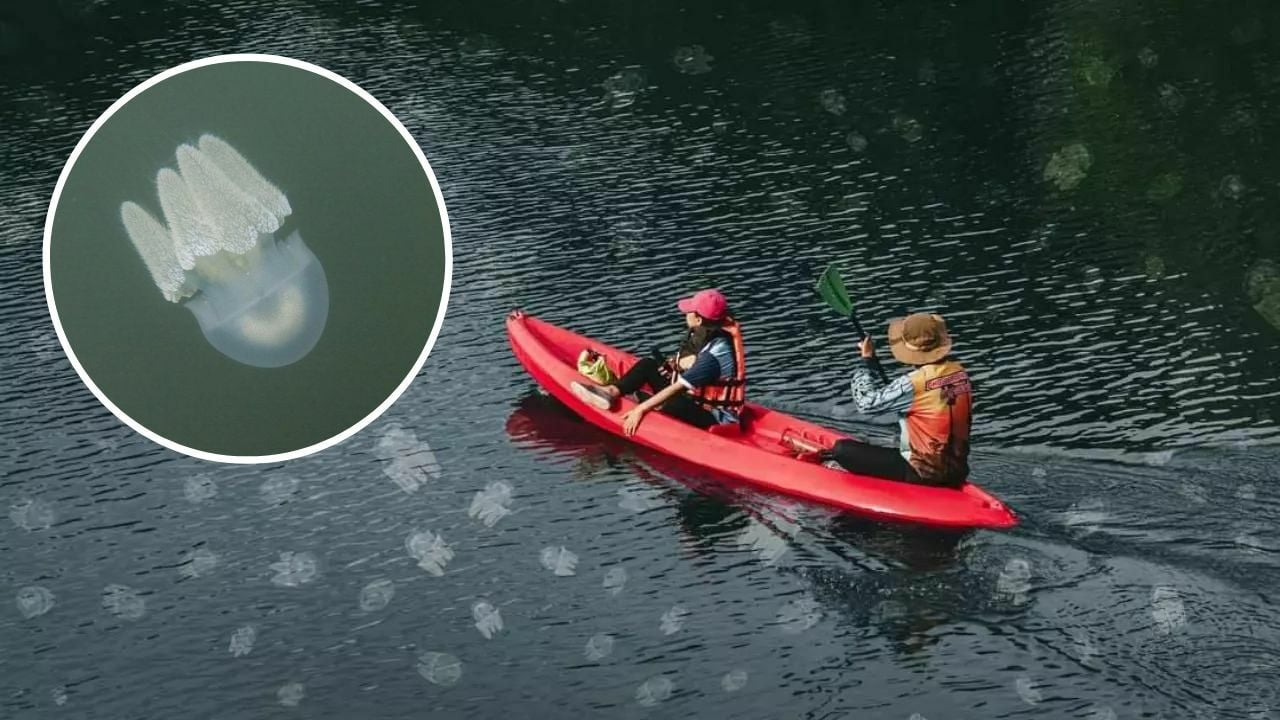 Jelly blubbers return to southern Thailand river after 3 years