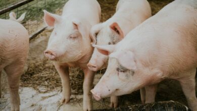 Resumption of live pig exports from Indonesia’s Pulau Bulan to Singapore could take a year