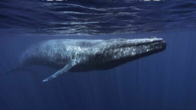 Thailand to implement new law to save blue whales from extinction