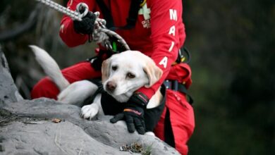 Mexican rescue dogs train for international disaster missions