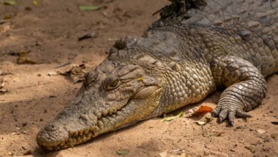 Teen fights off crocodile while fishing with siblings in Australia