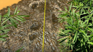Ancient dinosaur footprints discovered in Phetchabun’s Nam Nao district