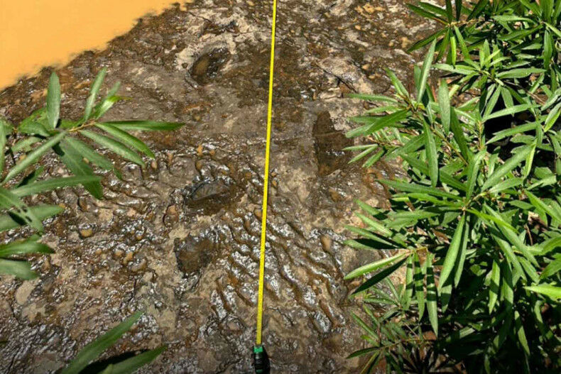 Ancient dinosaur footprints discovered in Phetchabun’s Nam Nao district