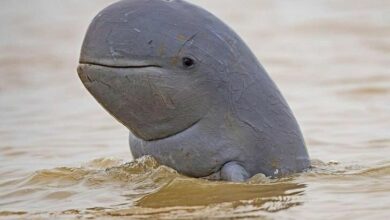 Songkhla Lake bridge project raises concerns for Thailand’s last Irrawaddy dolphins