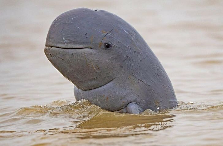 Songkhla Lake bridge project raises concerns for Thailand’s last Irrawaddy dolphins