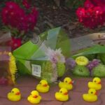 Tragedy in rocklin: Man killed while rescuing ducks, teen driver involved | Thaiger