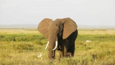 Wild elephant tramples woman to death in front of officials, shooting two magazines fails to stop the attack