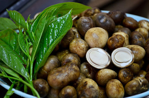 Residents in northern Thailand cash in on rare mushrooms as monsoon season begins