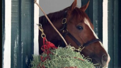 Horse deaths overshadow Preakness Stakes as Mage seeks Triple Crown