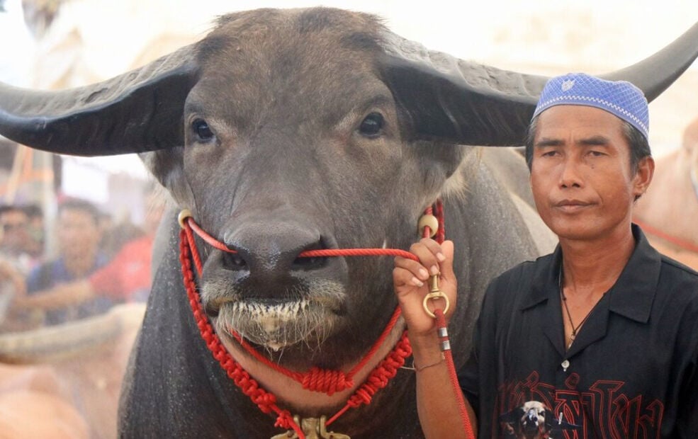 Farmer in Thailand puts buffalo up for sale for US.5 million