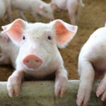 Pig farmers raise a stink outside Government House, demanding to ham-mer out solutions against pork smuggling | Thaiger