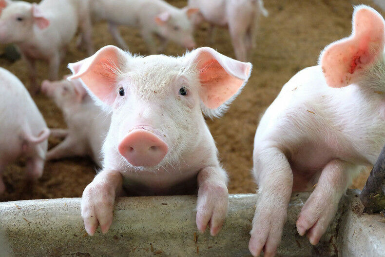 Pig farmers raise a stink outside Government House, demanding to ham-mer out solutions against pork smuggling