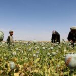 Taliban’s poppy ban hits Afghan farmers amid humanitarian crisis