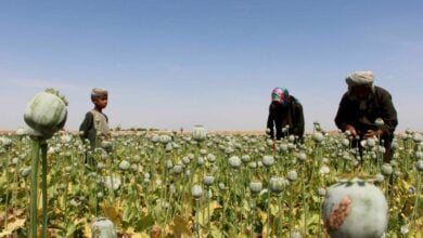 Taliban’s poppy ban hits Afghan farmers amid humanitarian crisis