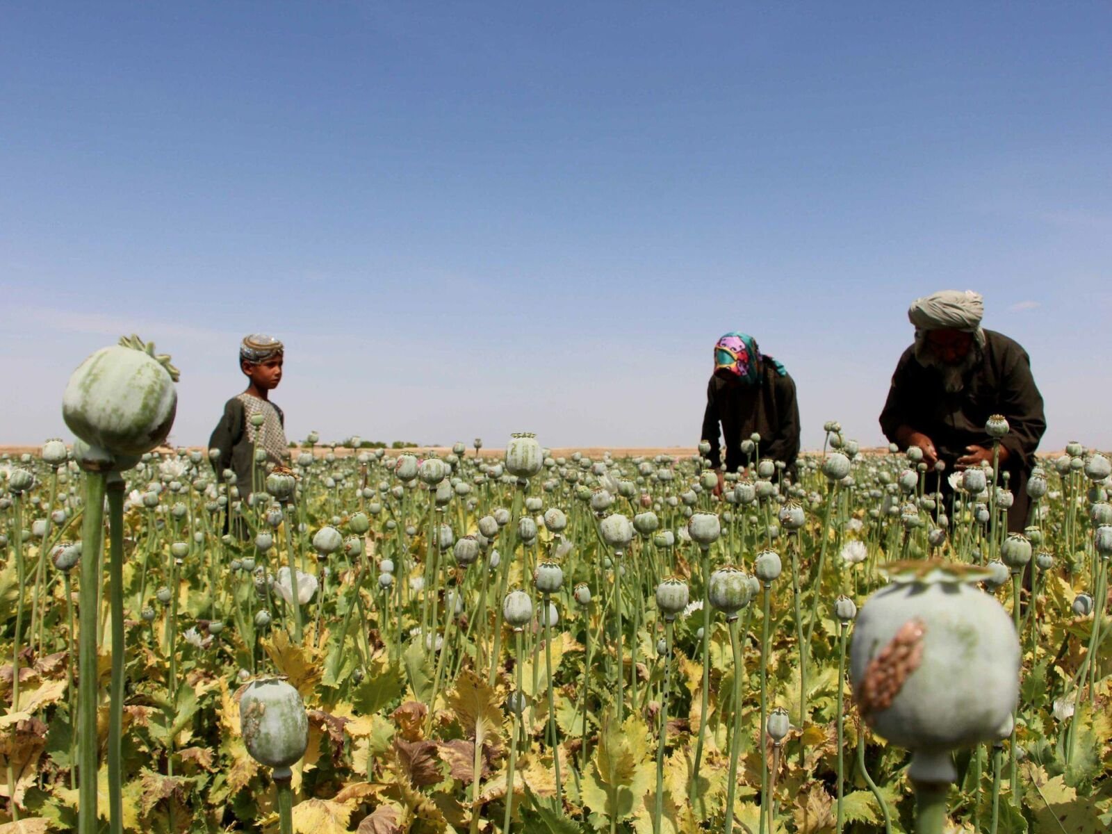 Taliban’s poppy ban hits Afghan farmers amid humanitarian crisis