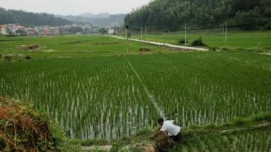 Extreme rainfall impacts China’s rice yields, study reveals