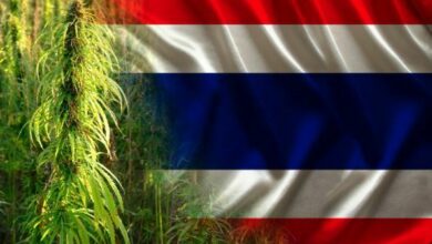 Thai cannabis vendors call out illegal importation practices