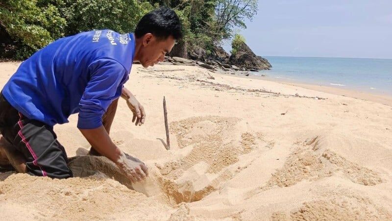 Turtle nest discovered on Koh Phra Thong beach, Phang Nga