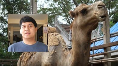 Man bitten by camel while feeding animals at temple