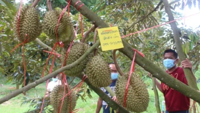 Thai durian demand skyrockets as Chinese consumers crave unique taste