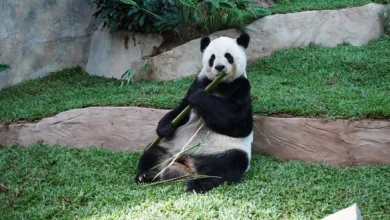 Thailand’s giant panda Lin Hui died of multiple organ failure, experts rule