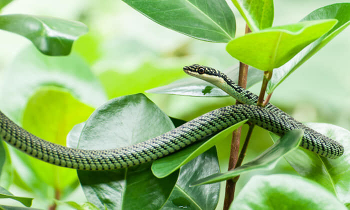Green Snakes, Thailand Index and Information