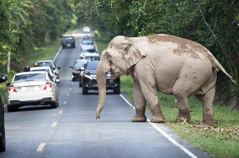 Wild elephant startles tourists on busy road in Khao Yai National Park ...