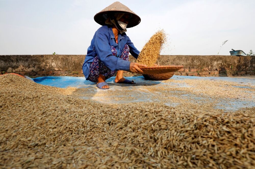 马来西亚考虑五季水稻种植以促进农业食品生态系统