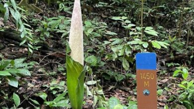Rare corpse flower blooms in Kubah National Park, Sarawak