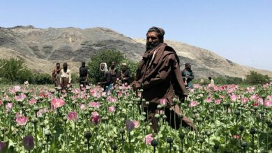 Taliban crackdown causes 80% drop in Afghan opium cultivation