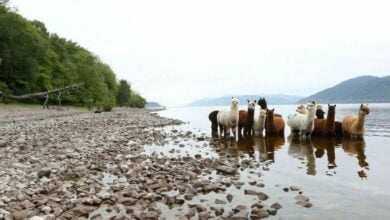 Loch Ness water levels hit 32-year low, raising environmental concerns