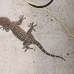 Thai homeowner haunted by ghostly tokay gecko, forced to flee | Thaiger