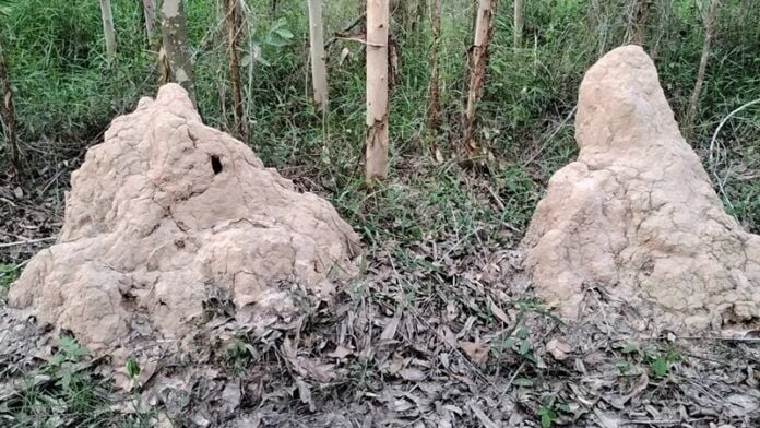 Prachinburi locals discover monk-like termites, place bets on lucky lottery numbers