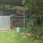 Unleashed tragedy: Family pit bulls turn from pets to predators, fatally maul bedridden Thai owner | Thaiger
