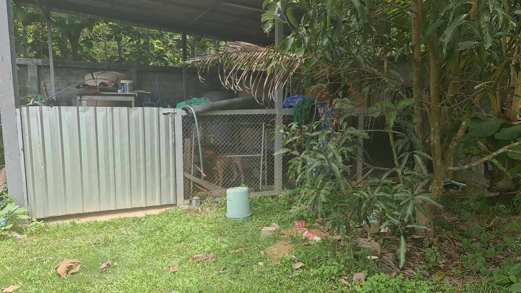 Unleashed tragedy: Family pit bulls turn from pets to predators, fatally maul bedridden Thai owner