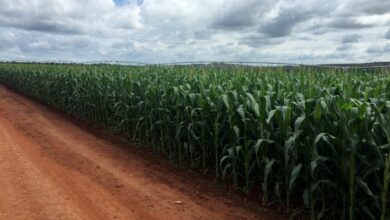 Bunge and Glencore-backed Viterra to merge, creating bn agri-trade giant