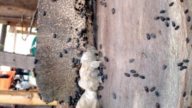 Thai family plagued by swarms of beetles struggles to eat and sleep