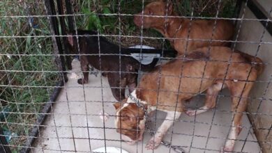 Three Pit Bulls abandoned, starved, and turned cannibal in Thailand