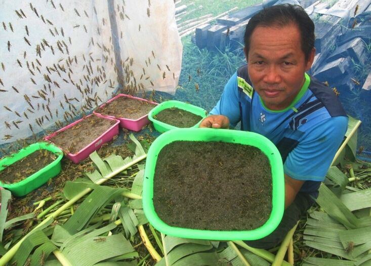 Thai farmer capitalises on high demand for grasshoppers