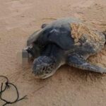 Injured sea turtle rescued, rehabilitating at Phuket Marine Centre | Thaiger