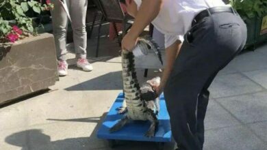 Illegal alligator pet escapes and falls from China condominium