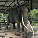 Thai elephant to be repatriated from Sri Lanka with 19 million baht budget | Thaiger