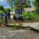 Phuket Woman injured by falling tree amid severe weather warnings | Thaiger